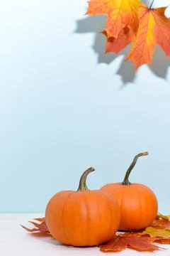 Two ripe pumpkins on a blue background with maple leaves. Stock Photos