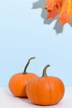 Two ripe pumpkins on a blue background with maple leaves. Stock Photos