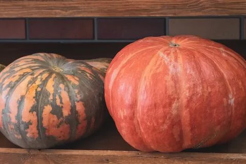 Two ripe pumpkins of different varieties on the counter after harvesting Stock Photos