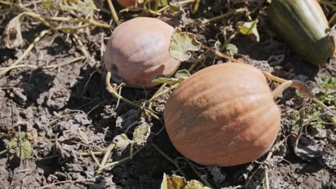 Two Ripe Pumpkins Growing On Dry Soil In Autumn Garden Stock Footage 323453813