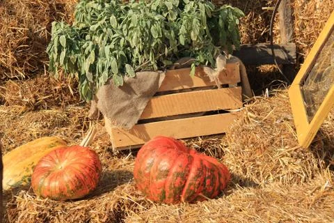Two ripe pumpkins 스톡 사진