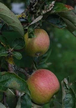 Two Ripe Red Apples on Tree Branch Macro Foto stock