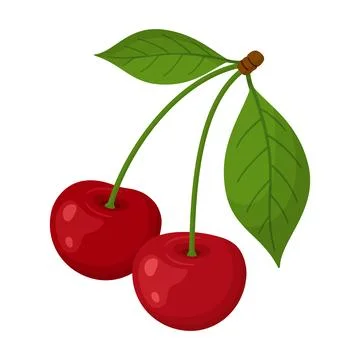 Two ripe red cherries on single stem with two green leaves. Hand drawn flat.. Stock Illustration