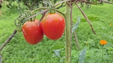 Two ripe red tomatoes covered with water droplets hang from a leafy vine in a Stockbeeldmateriaal 342837680