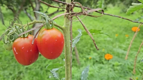 Two ripe red tomatoes hang from a garden plant against soft green foliage, with 스톡 동영상 343551595
