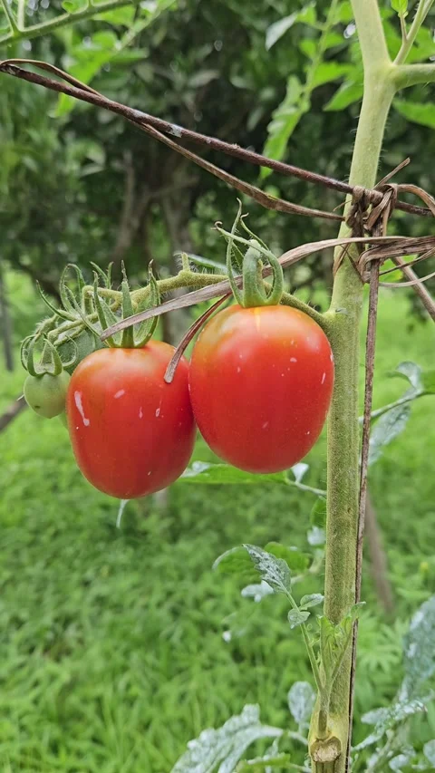 Two ripe red tomatoes hang from a vine in a green garden, shown in a steady Stock-Footage 343551622