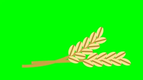 Two ripe spikelets. Two yellow spikelets are in the center of the screen Stock Footage 275823424