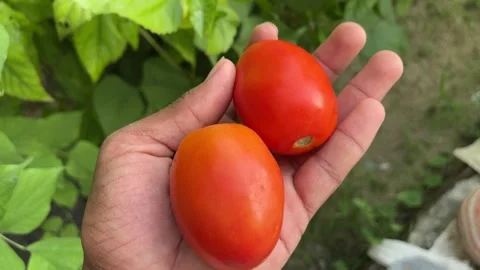 Two Ripe Tomatoes in Hand | Fresh Red Tomatoes Close-Up Natural Footage Stock Footage 318729077