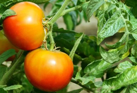 Two ripe tomatoes Stock Photos