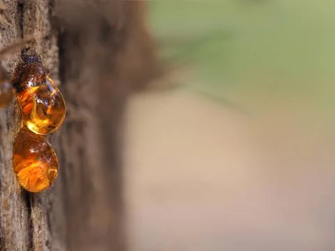 Two risin drop on a tree Stock Photos