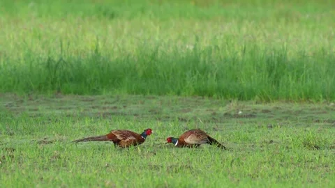 Two rival Male Common Pheasant (Phasianus colchicus) during the mating season Stock Footage 196227043