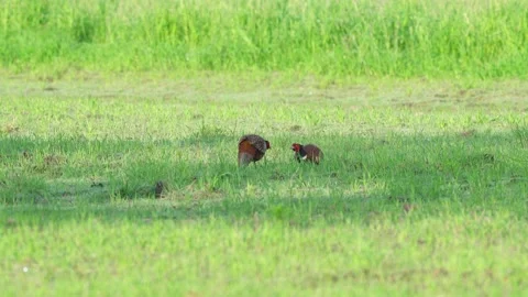 Two rival Male Common Pheasant (Phasianus colchicus) vying for territory Stock Footage 196227068