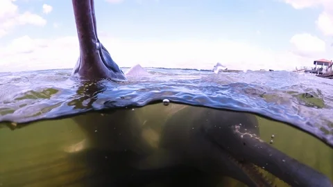 Two river dolphins swimming with open mouth out of the water in a Amazon Stock Footage 104487732