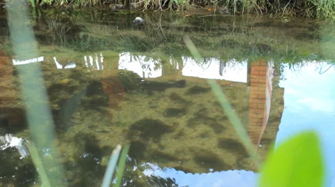 Two river fish trout swimming in the pond with clear water Stock Footage 53125463
