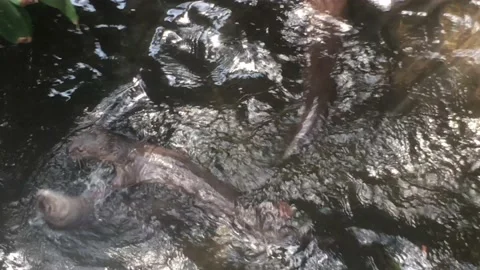 Two River Otters Playing and Spinning Around in Water Video stock 171439738