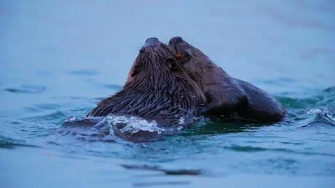 Two River Otters Playing and Interacting in Blue Water. Vidéo 328504695