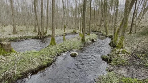 Two rivers flowing next to each others in a spring forest Vidéo 277798990