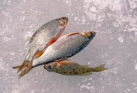 Two roach and ruff on the ice Stock Photos