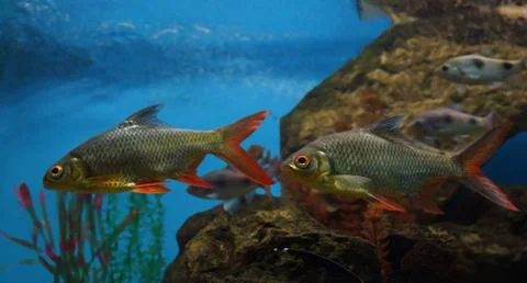 Two roach fish with red fins float in the water against the background of roc Stock-Fotos