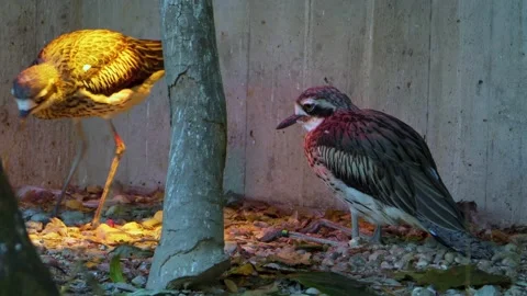 Two roadrunners Stock Footage 135603234