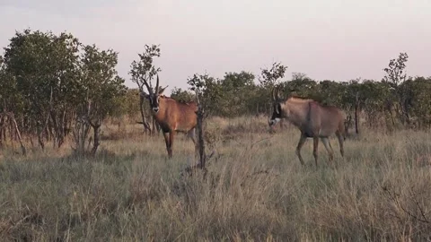 Two roan antelopes continue following across the plain Stock Footage 319428089