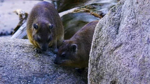Two Rock hyraxes Stock Footage 141275002