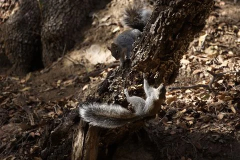 Two Rock Squirrels Play Around Tree In Forest Stock Photos