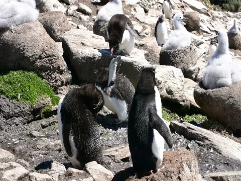Two rockhopper penguin have a territoriality quarrel Stock Footage