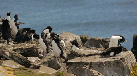 Two Rockhopper penguin mating in a colony in Falkland Islands Stock Footage 63621287