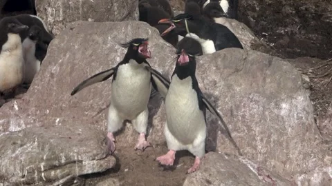 Two rockhopper penguins aggressive shouting behavior, Falkland Islands, 4K Stock Footage 332327644