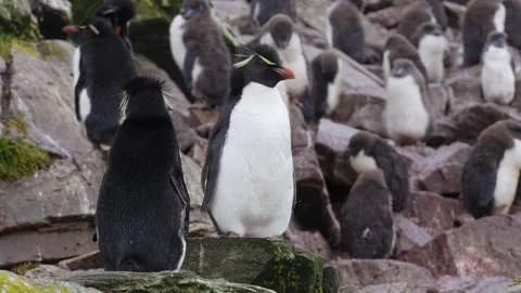 Two Rockhopper Penguins Clean Each Other Wide Shot Cinematic Wildlife Docum.. Stock Footage 340287158