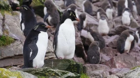 Two Rockhopper Penguins Stand Next to Each Other Wide Shot Cinematic Wildli.. Stock Footage 340286963