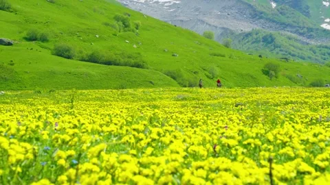 The two rode horses in a valley full of flowers Stock Footage 314633463