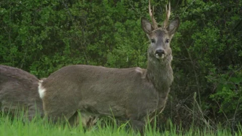 Two roe bucks grazing on twigs and grass 스톡 동영상 308009953
