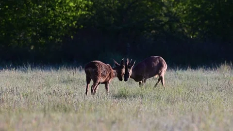 Two roe bucks playing fight in the sunny meadow, spring Stock Footage 154809592
