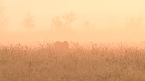 Two roe bucks playing fight in the meadow with morning fog, may Stock Footage 155891305