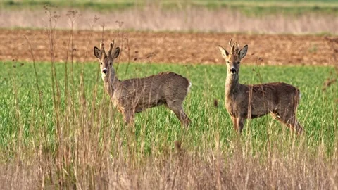 Two Roe Bucks Sniffing – Eye-Level 4K Wildlife Close-Up Stock-Footage 320175813