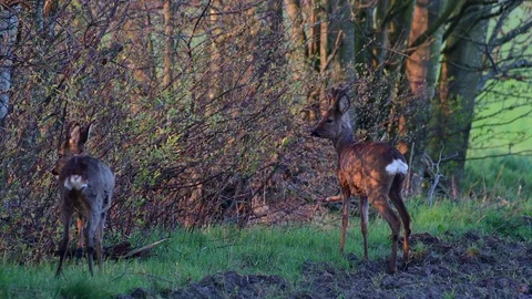 Two roe bucks standing on the hedge and watch, spring Stock Footage 116235672