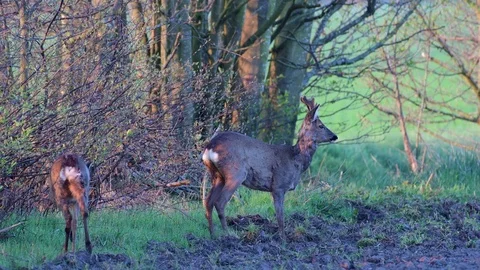 Two roe bucks standing on the hedge and watch, spring Stock Footage 116236257