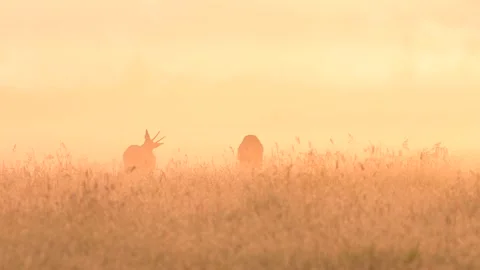 Two roe bucks standing in the meadow with morning fog at sunrise, may Stock Footage 155891275