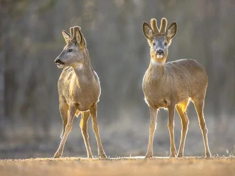 Two Roe deer on clearing Stock Photos