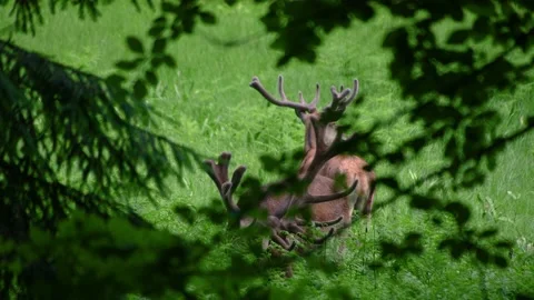 Two Roe deer eating fresh grass in the nature Stock Footage 158372058