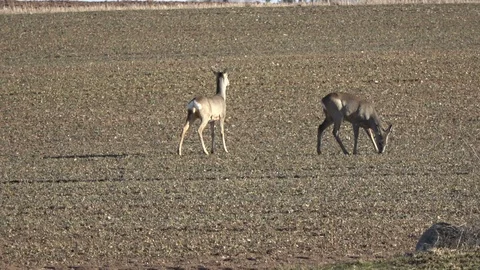 Two roe deer eating rapeseed sprouts in spring on field Stock Footage 87919693