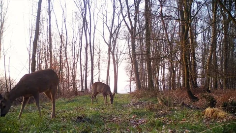 Two roe deer feeding on forest path at dawn. Stock Footage 86465420