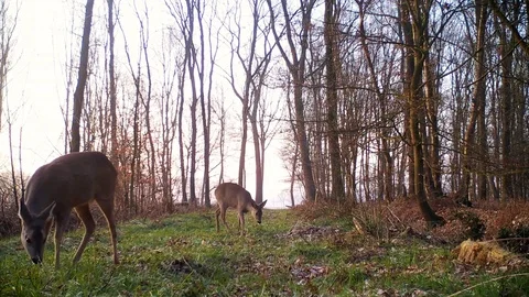 Two roe deer feeding on forest path at dawn. Stock Footage 86465826