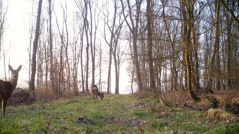 Two roe deer feeding on forest path. Stock Footage 86465856