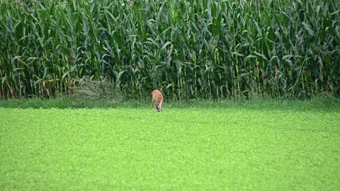 Two Roe deer graze next to a corn field. Slow motion, long static shot Stock Footage 137451023