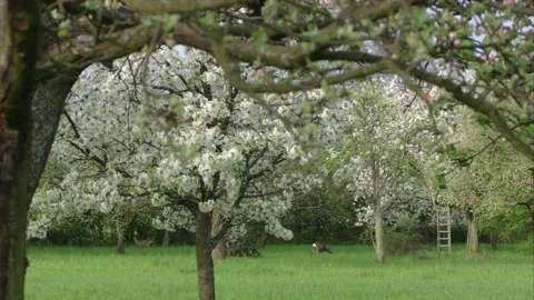 Two roe deer grazing beneath blooming orchard trees Stock Footage 308009991