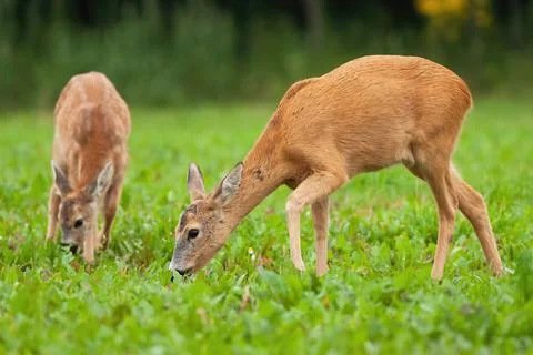 Two roe deer grazing on meadow in summertime nature Stock Photos