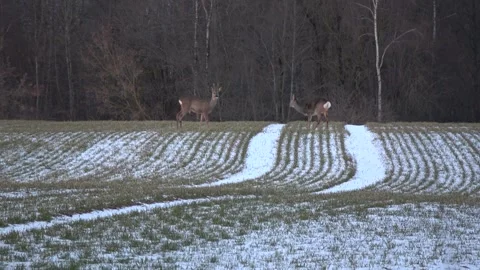 Two roe deer grazing in the wheat fields in  winter Stock Footage 293711748